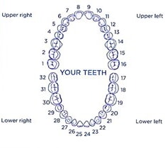 Map of Teeth